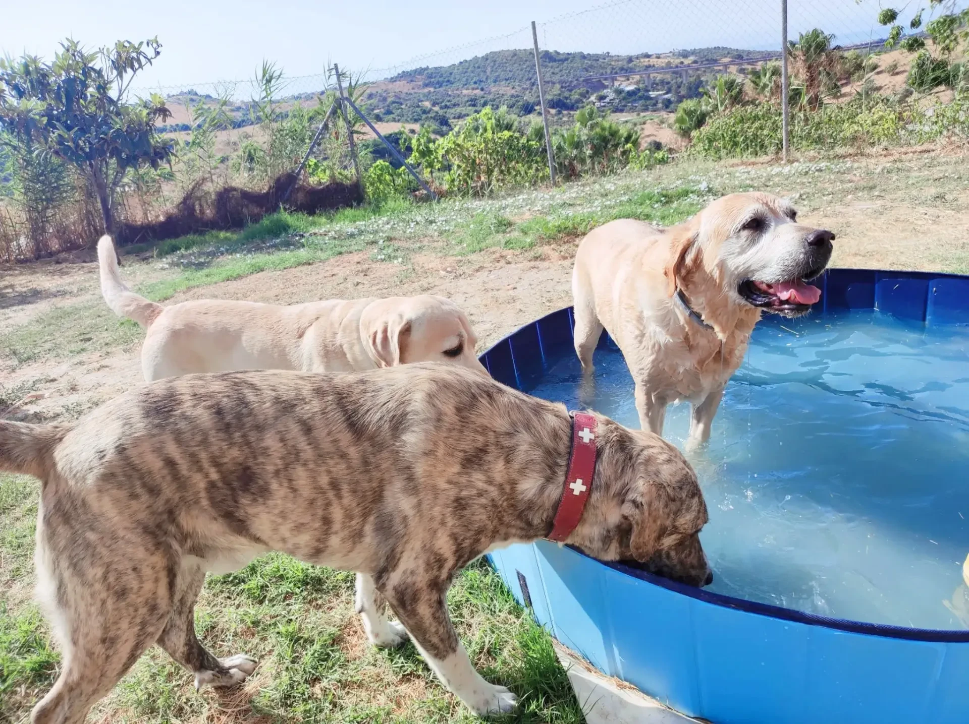 Foto da galeria de Home 4 U Dog
