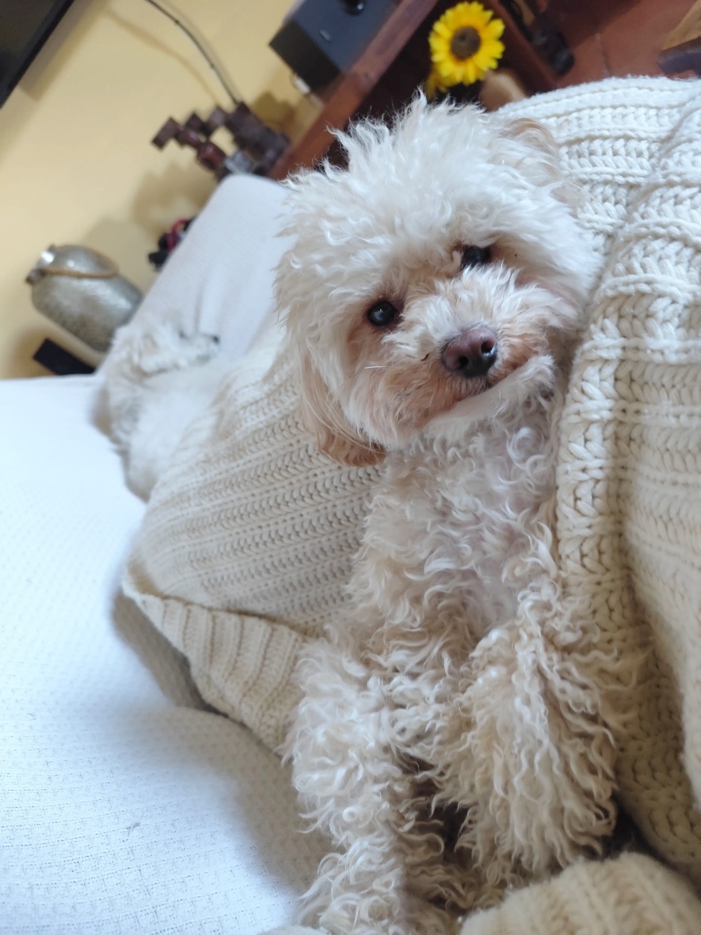 Cholo at @home4udog